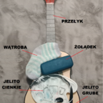 Makieta układu pokarmowego przedstawiona na gitarze.