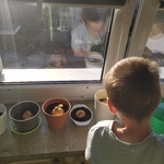 chłopiec podlewa cebulę.