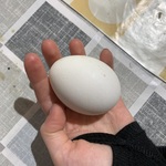 Uczennica trzyma jajko w dłoni.