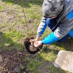 Uczeń wkłada sadzonkę drzewka w ziemię