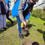 Uczeń wkłada sadzonkę krzewu w ziemię