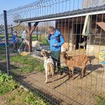 Uczniowie pomagają na wybiegu dla kóz