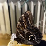 Motyl siedzący na pomarańczy