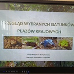 Slajd prezentacji z tytułem Przegląd wybranych gatunków płazów krajowych. Na środku widoczne są zdjęcia czterech płazów ropuchy, rzekotki, żaby o niebieskim ubarwieniu oraz zielonej żaby. Na dole znajduje się napis