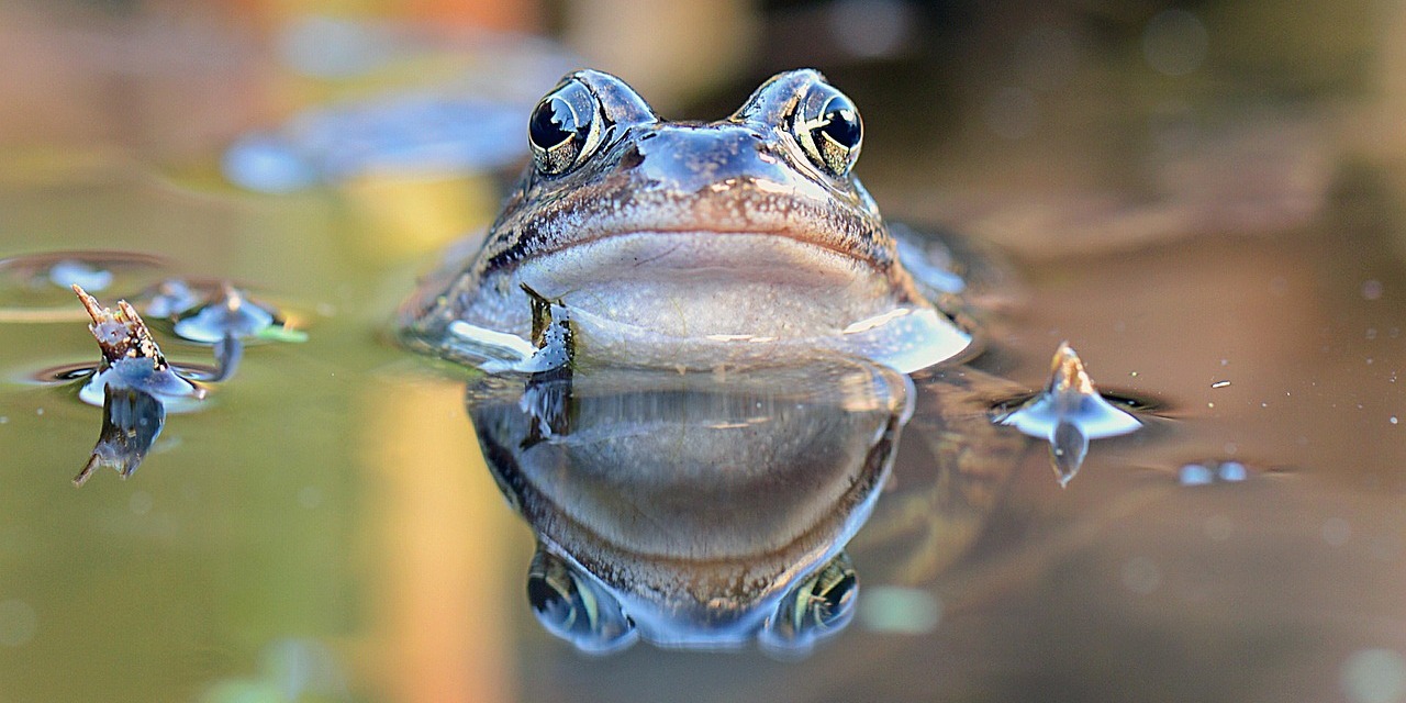 georg_wietschorke-common-frog-1663735_1280.jpg