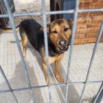Pies stoi w boksie i patrzy w stronę aparatu. W tle widoczna jest buda oraz ogrodzony teren