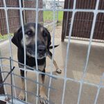 Pies stoi w boksie i patrzy w stronę aparatu.