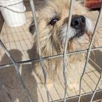 Pies o jasnej sierści stoi w boksie i patrzy w stronę aparatu.