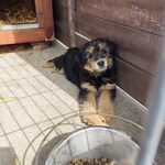 Szczeniak leży na ziemi przy drewnianej ścianie. Przed nim stoi metalowa miska z karmą.