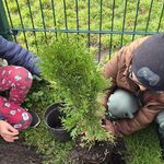 Dzieci umieszczają tuję w ziemi