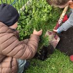 Dzieci zasypują ziemią dołek z tują