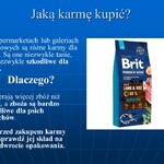 Informacje o karmach dla psów