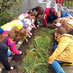 uczniowie sadzą cebulki żonkili pod szkołą