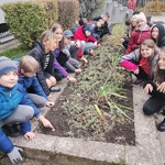 uczniowie sadzą cebulki żonkili pod szkołą