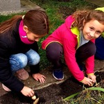 uczennice sadzą cebulki żonkili pod szkołą